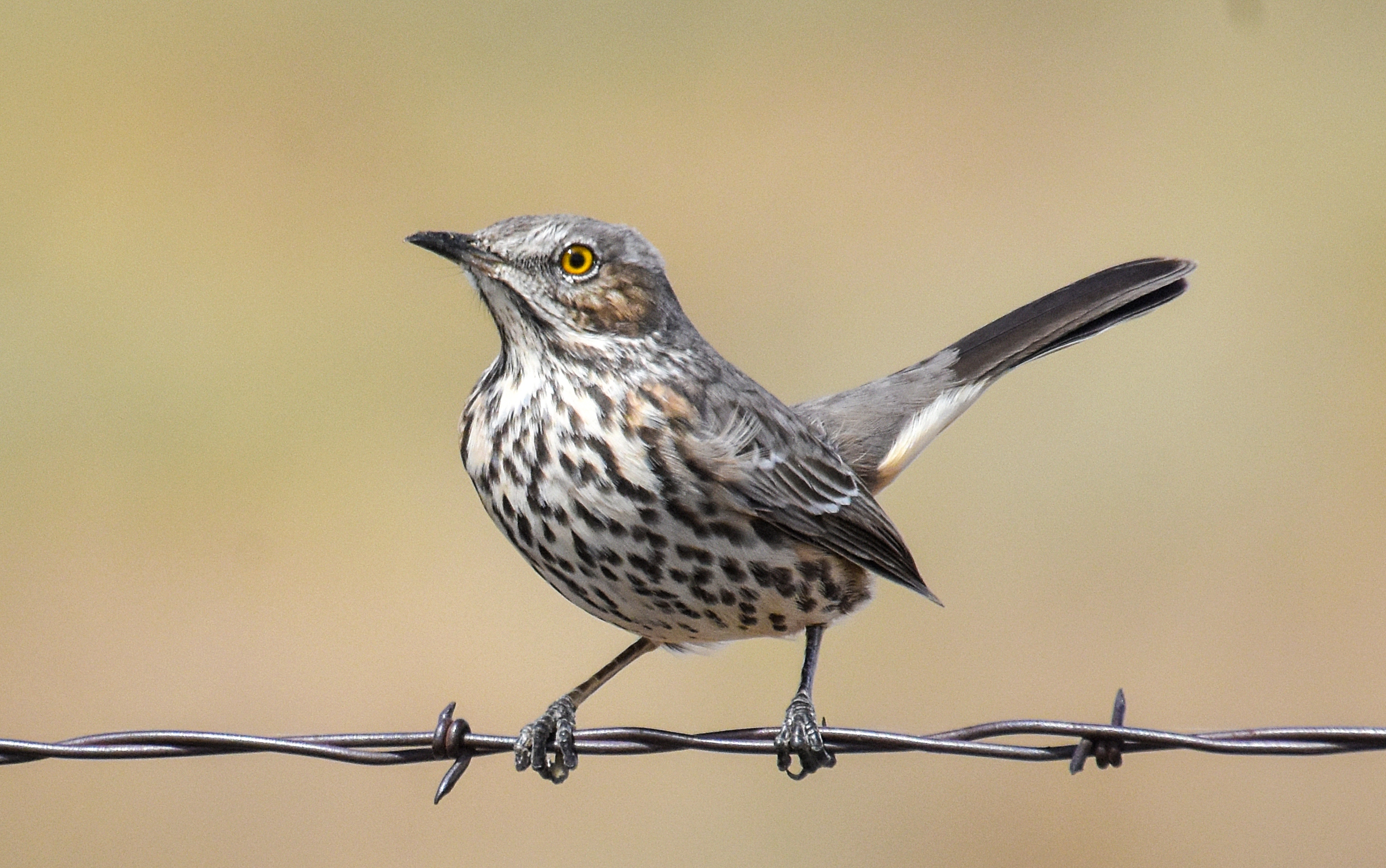 a streaky brown bird on a barbed wire line