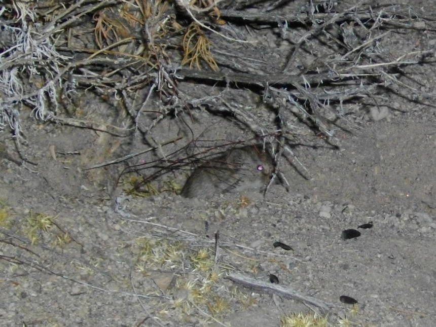 small grey mouse-like mammal peaking out from a burrow