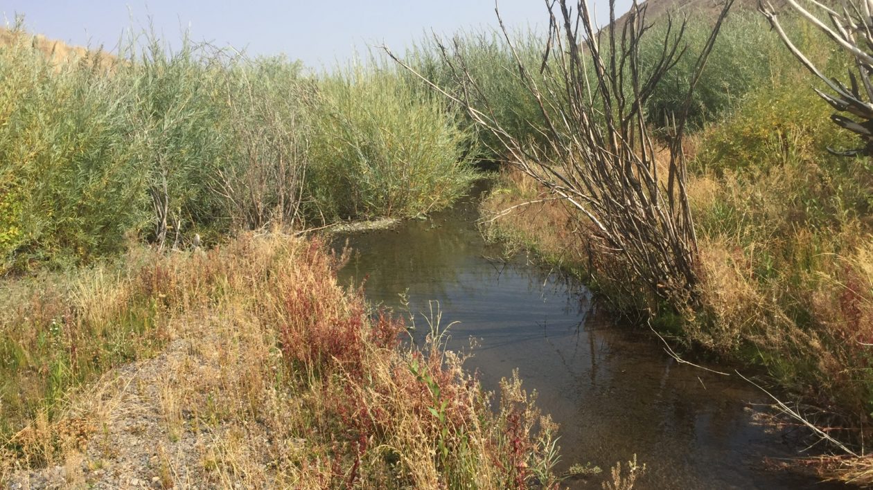 small stream surrounded by brown and green grass