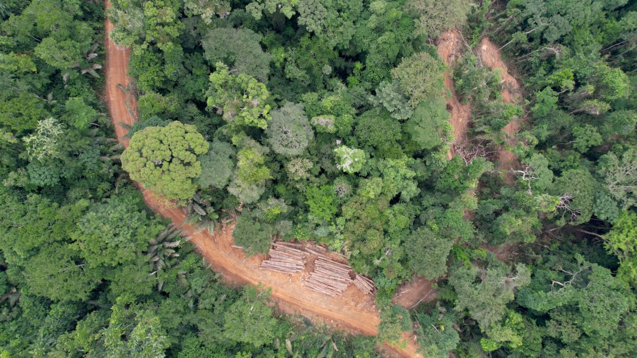 aerial view of a forest with a road and felled trees
