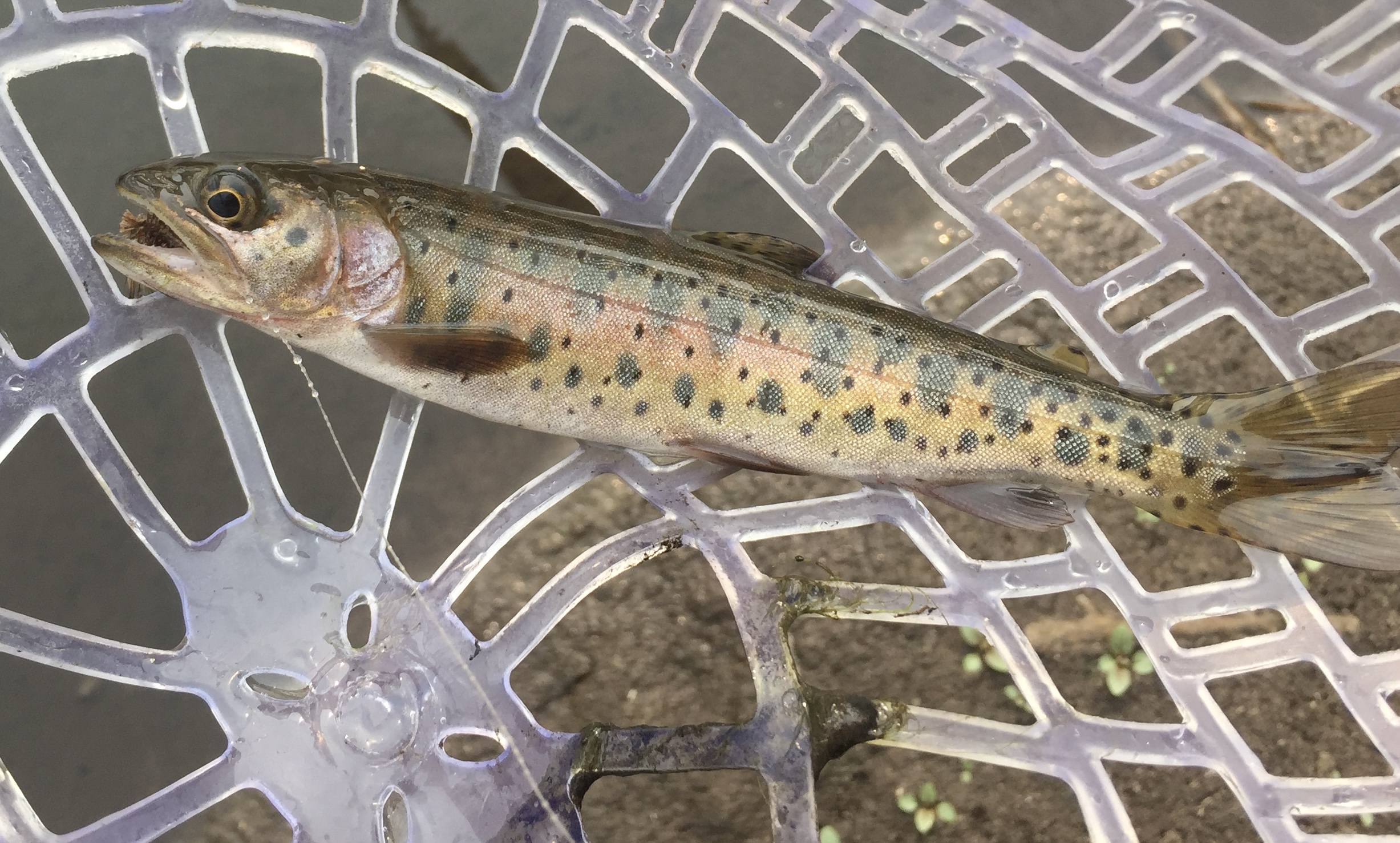 For the Love of Cutthroat Trout