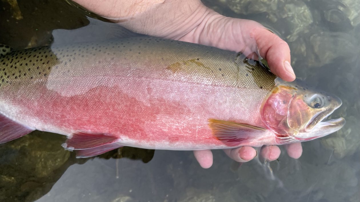 Fishing for Science on Palmyra Atoll