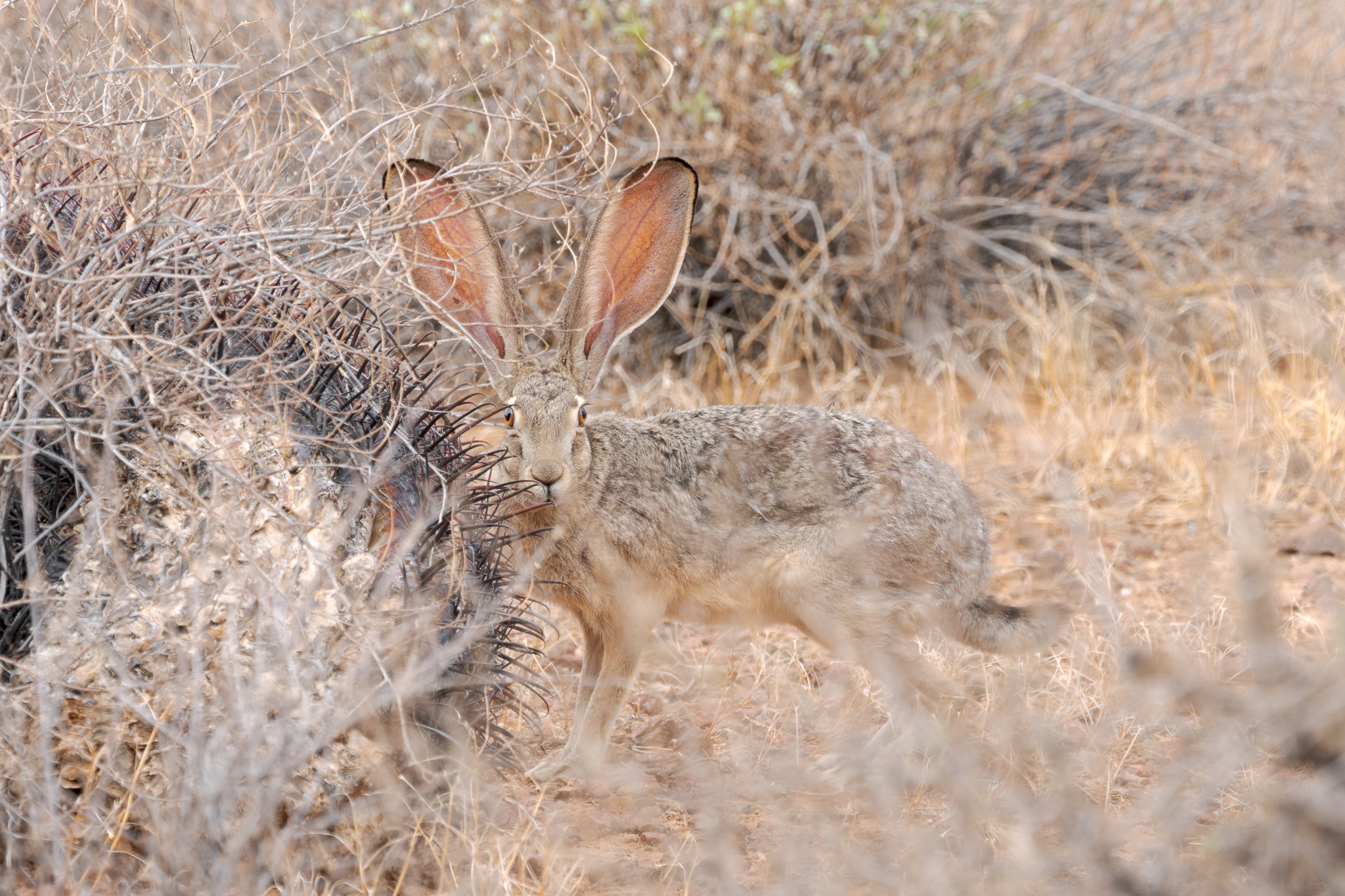 Where Does A Jack Rabbit Live