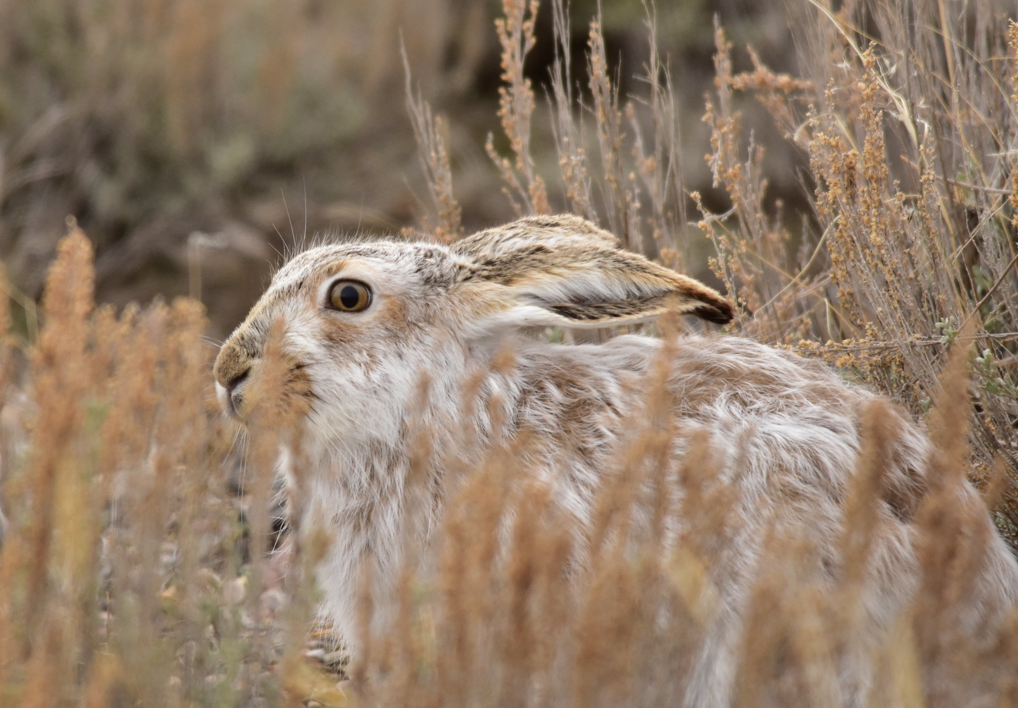 A Field Guide to Jackrabbits - Cool Green Science