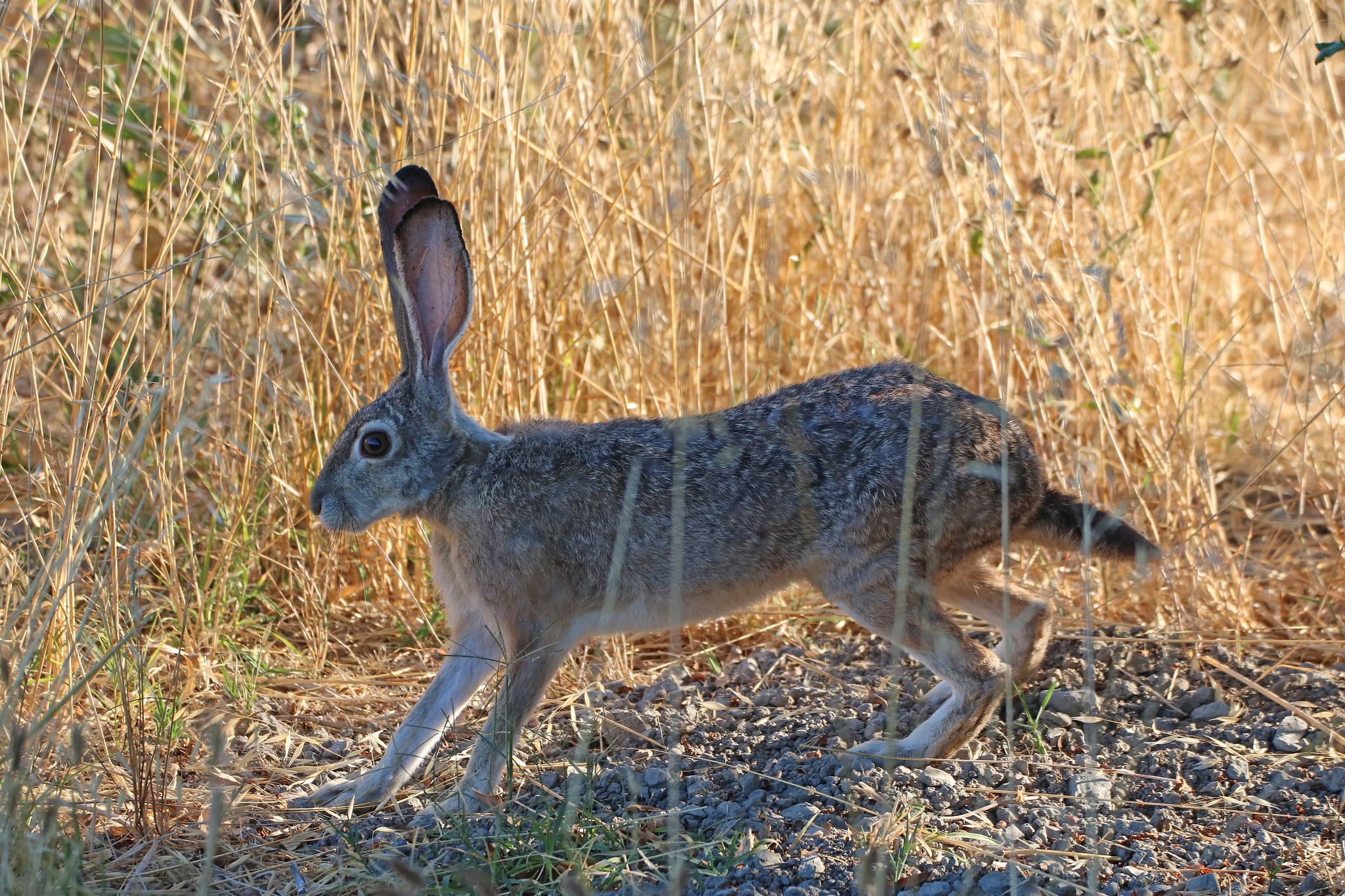 baby black tailed jackrabbit