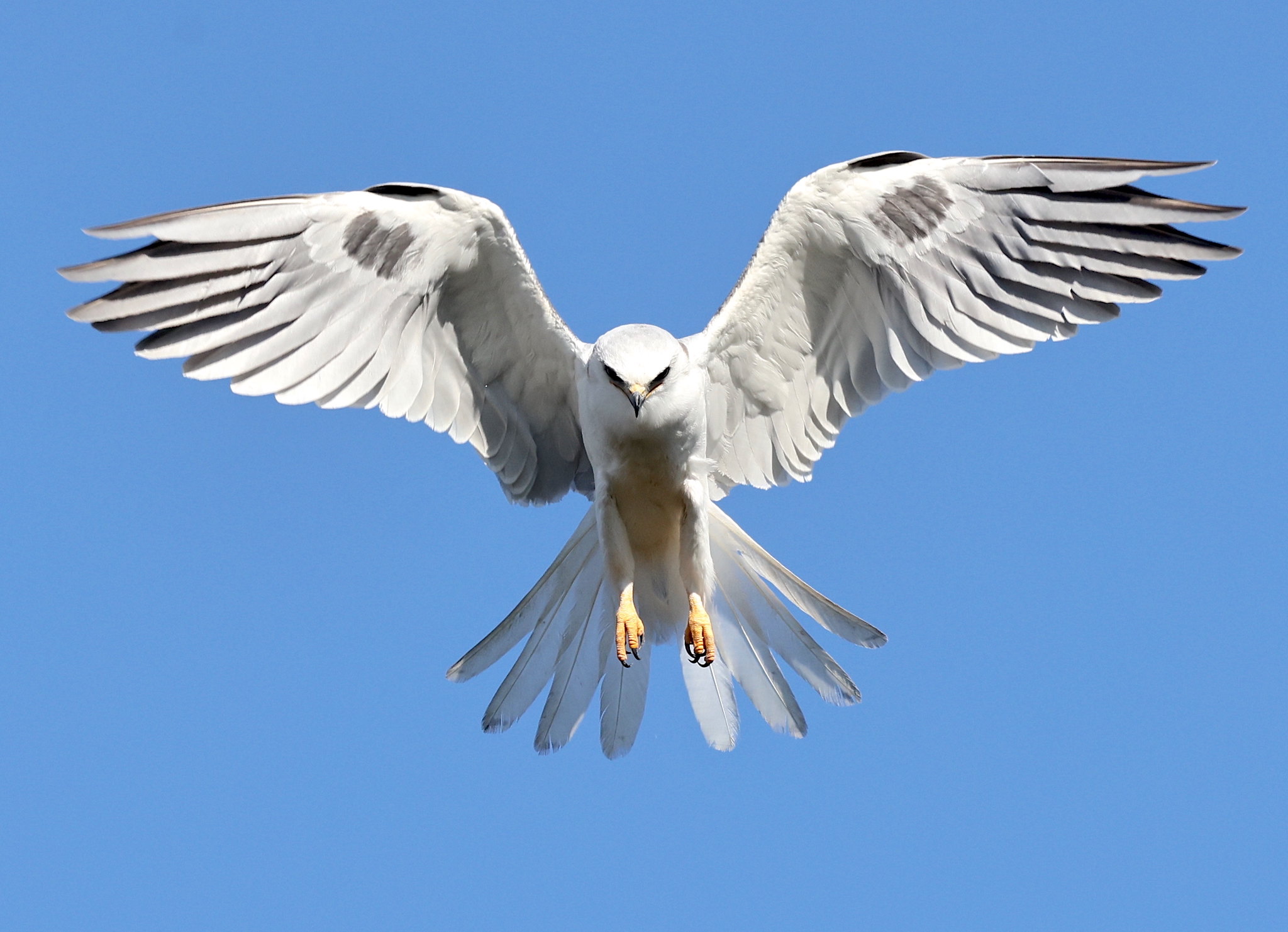 Most Common Birds of Prey in Texas