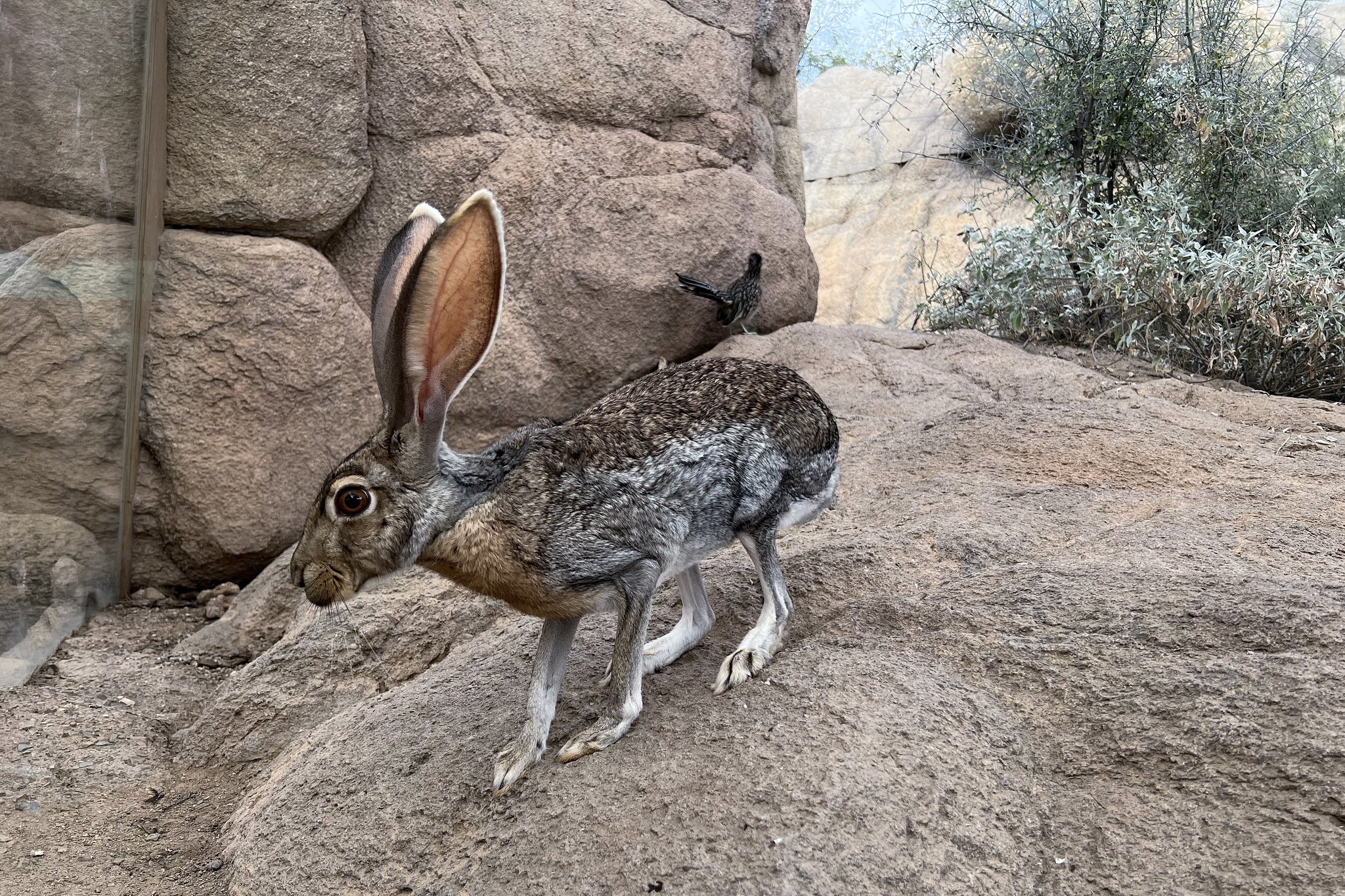 baby black tailed jackrabbit