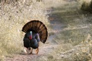 The Weirdest Places You Can Find Wild Turkeys