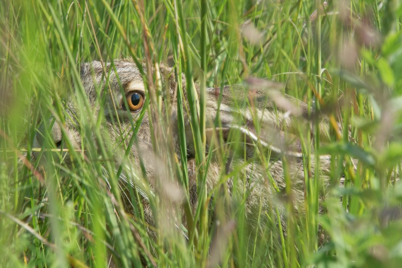 A Field Guide to Jackrabbits - Cool Green Science