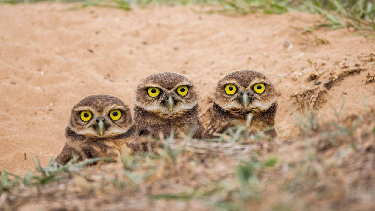 three owls with yellow eyes crouched down looking grumpy