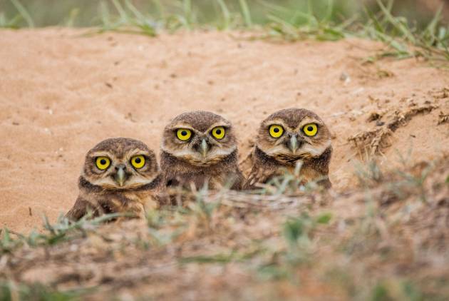 three owls with yellow eyes crouched down looking grumpy