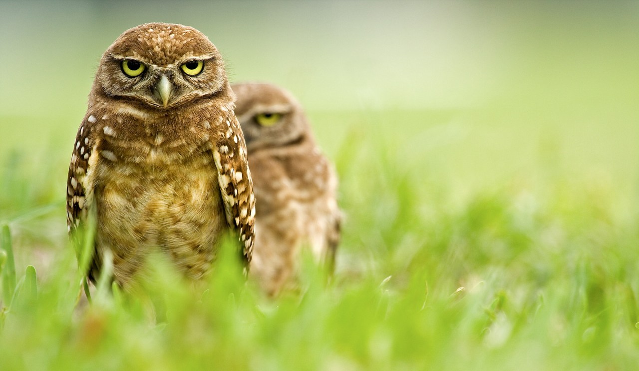 two owls, one in the background, standing in green grass