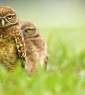 two owls, one in the background, standing in green grass