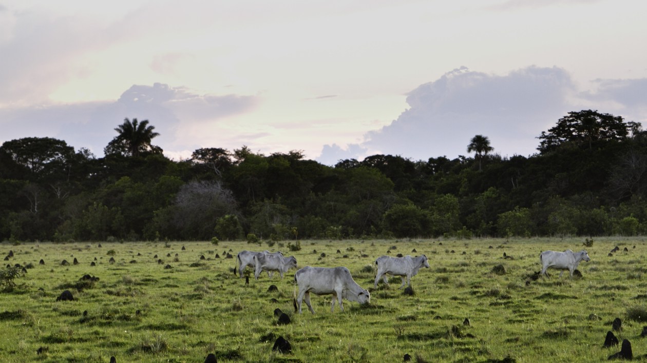 cows in a grassy field with trees in the distance