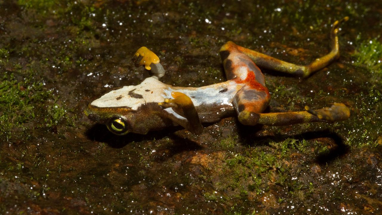 New Science Shows Seagrass Meadows Suppress Pathogens 