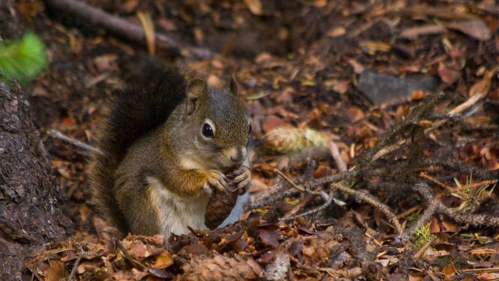 squirrel eating cone on forest floor