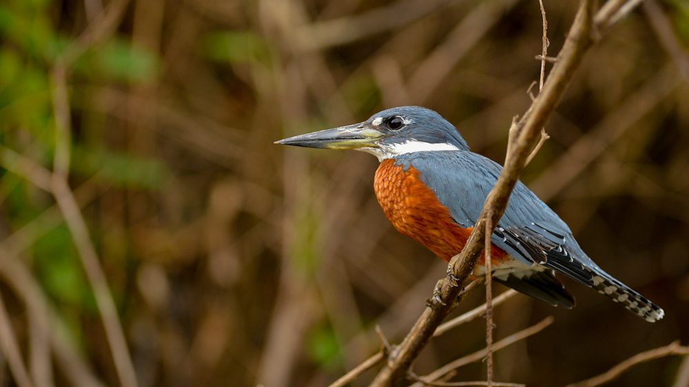 large kingfisher with red breast
