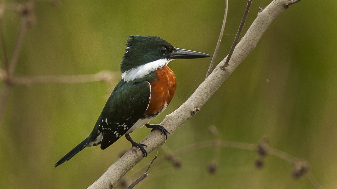 green kingfisher on branch