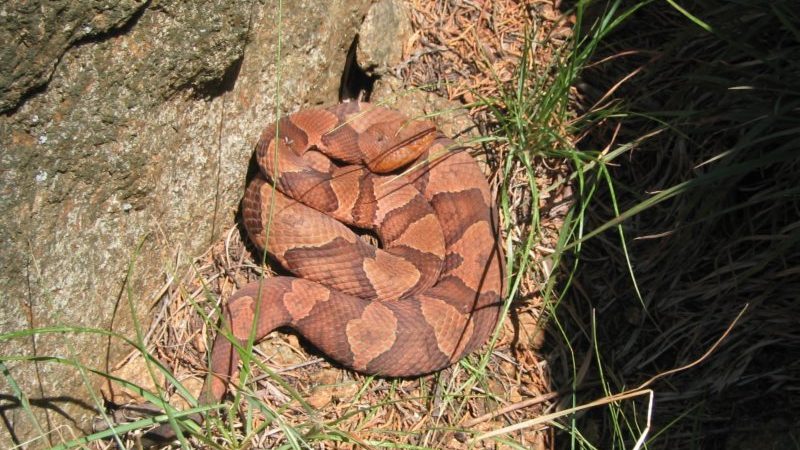 Dwarf Pipe Snake (Anomochilus cf. monticola), Rarely encoun…