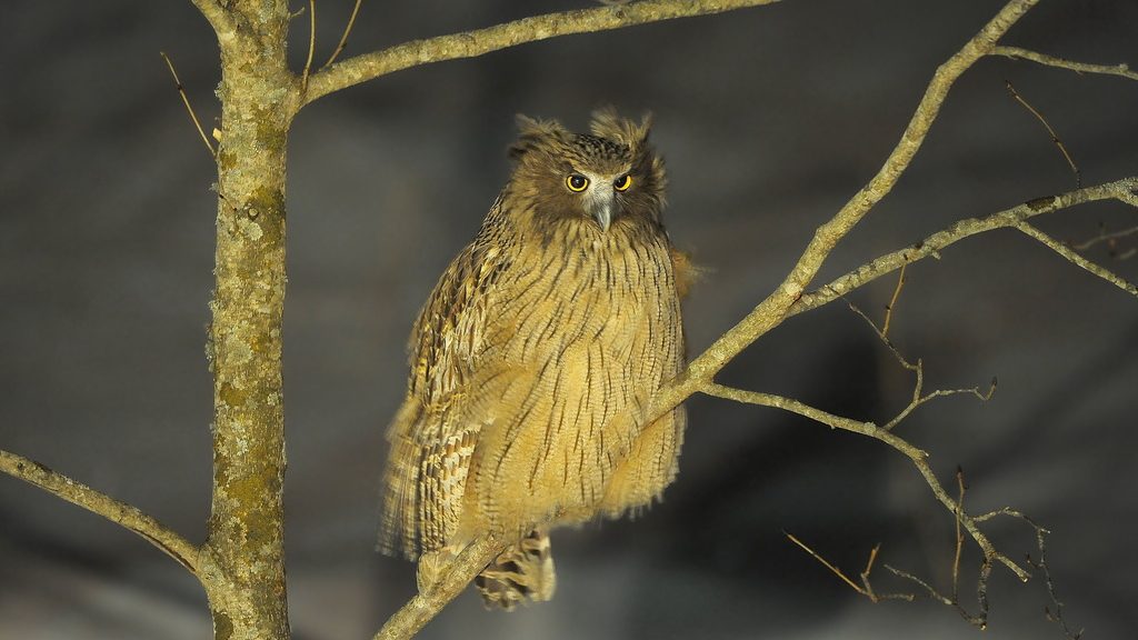 large owl in tree