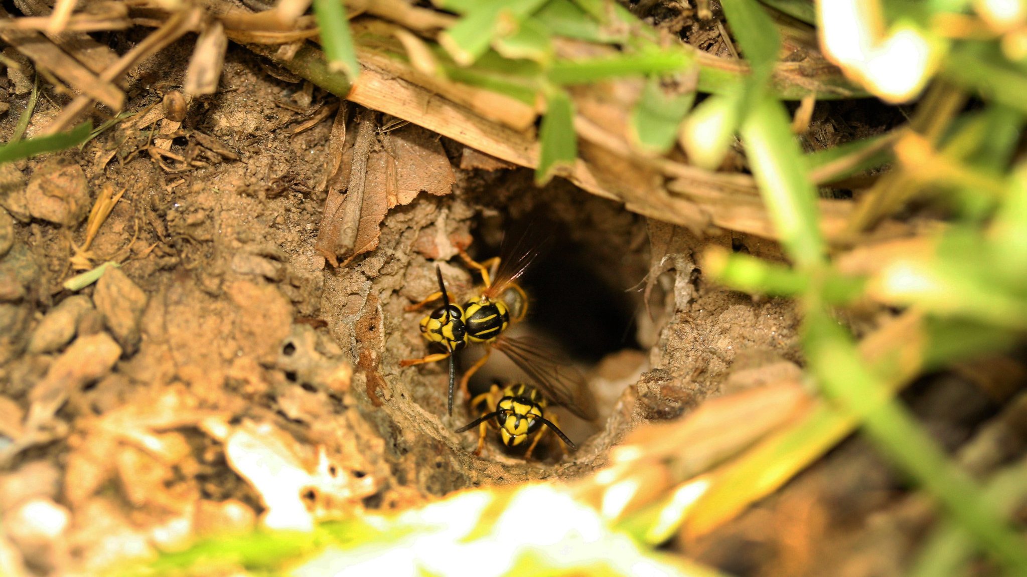 Why Do Wasps Swarm Greenery After Summer With No Nest?