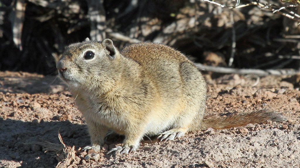 small ground squirrel