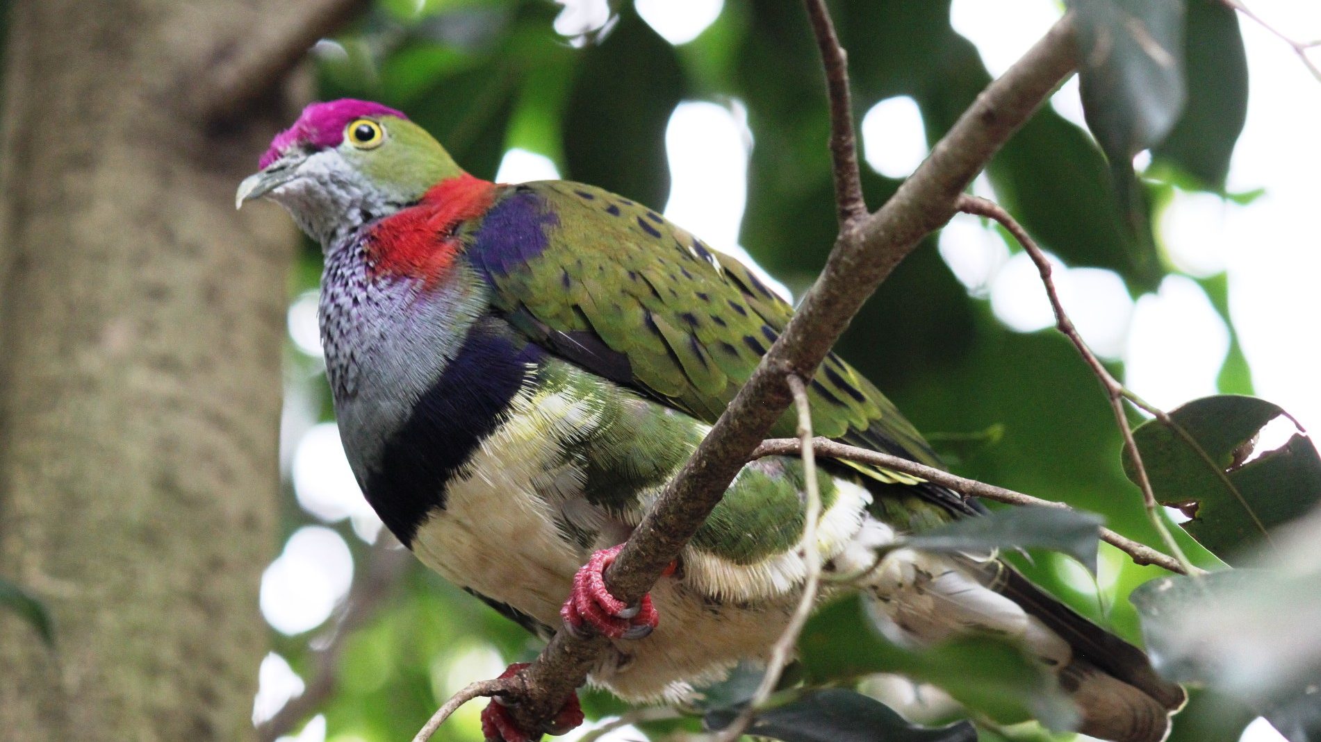 green, black, orange and pink dove in a tree