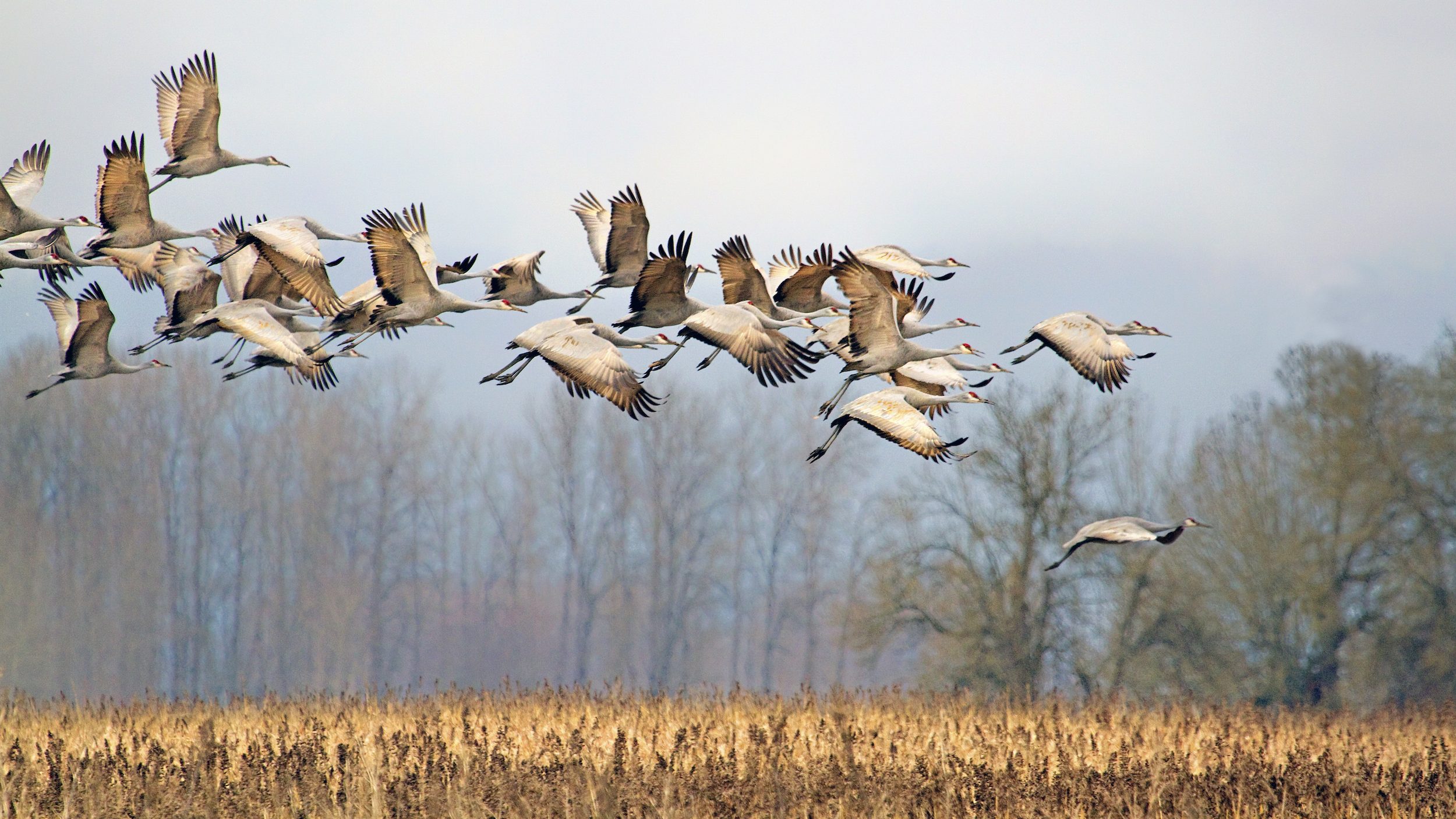 flock of large grey. birds flying over a marsh