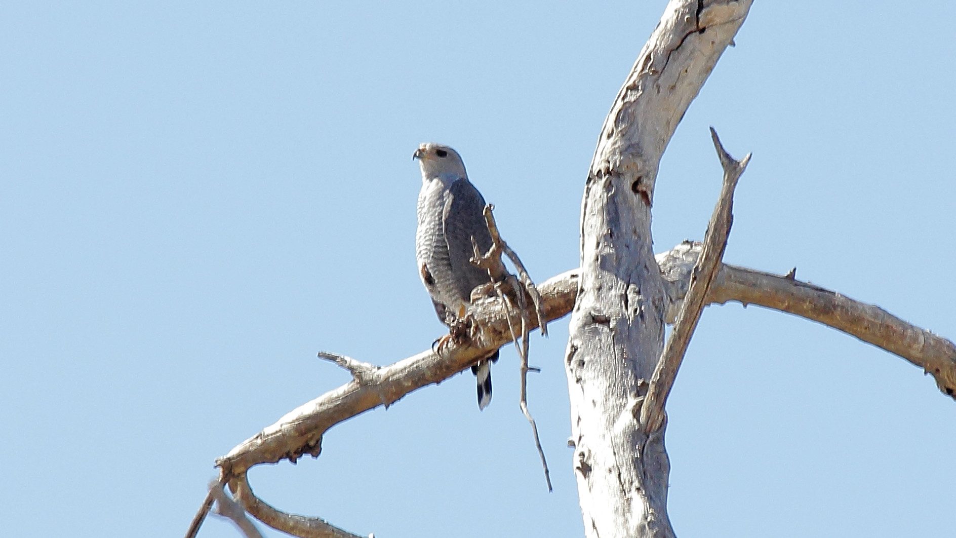 A Field Guide to Unusual Raptors of the Southern US