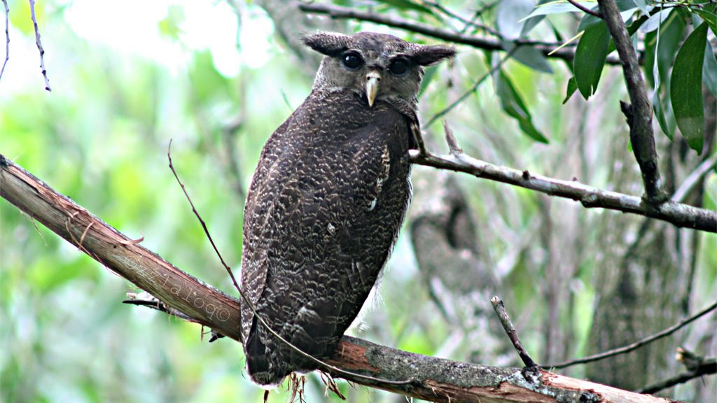 grumpy looking owl