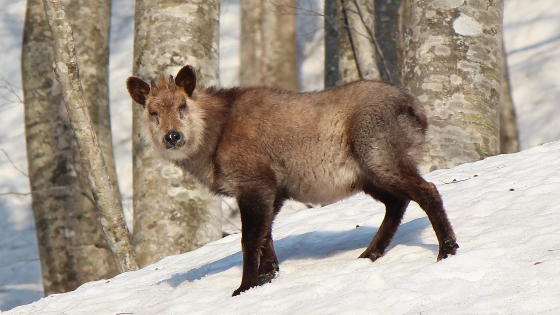 large deer-like animal standing in the snow