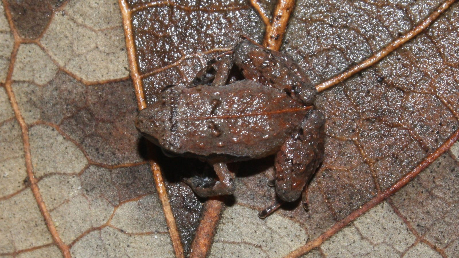 These mini frogs are all over my yard. : r/mildlyinteresting