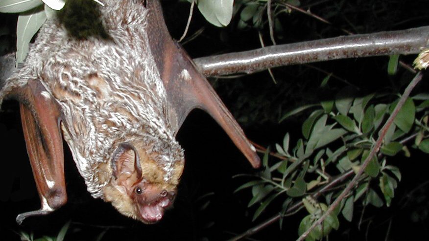 hoart bat in tree