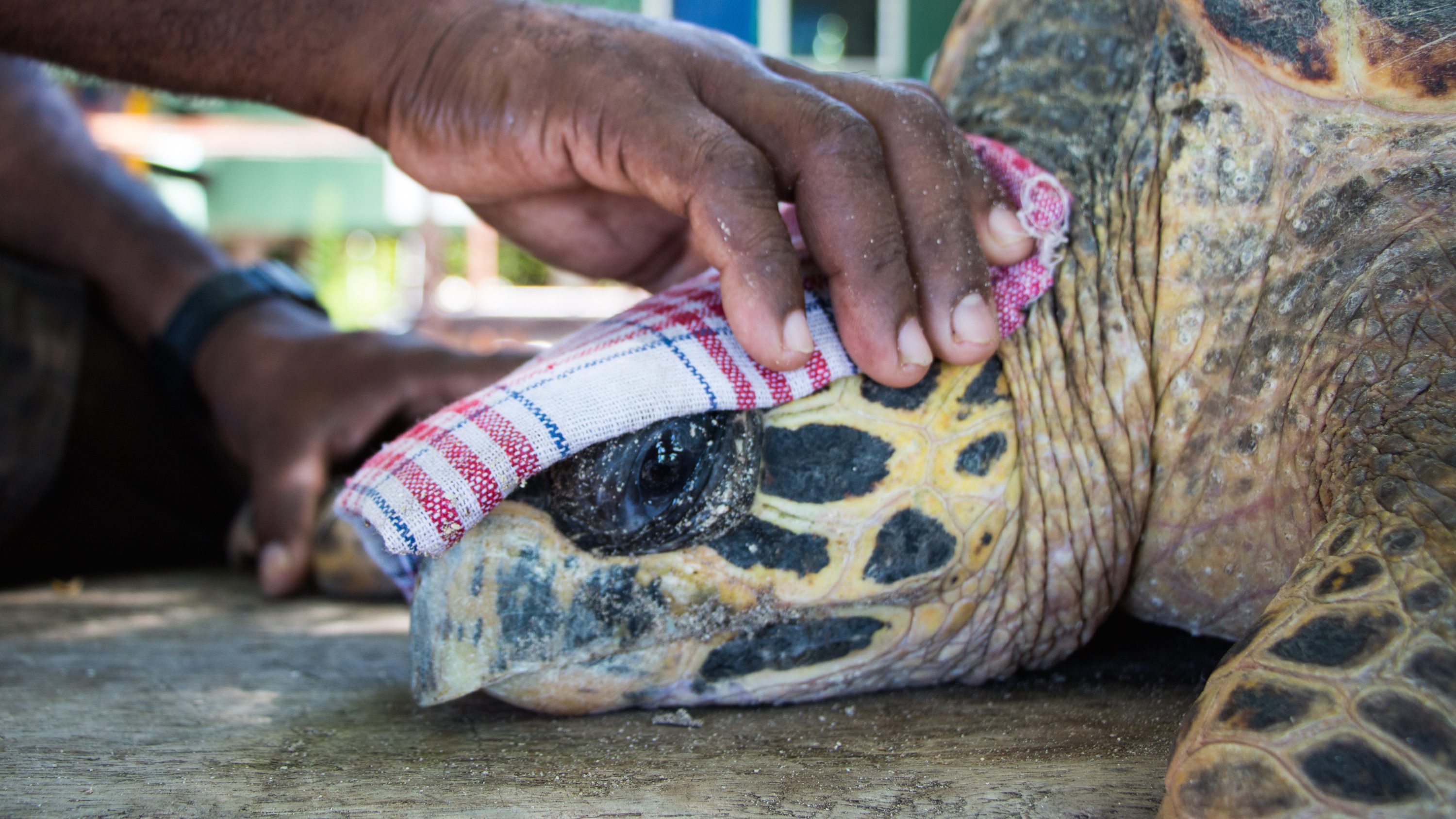 Unraveling the Mystery of Hawksbill Turtle Migration