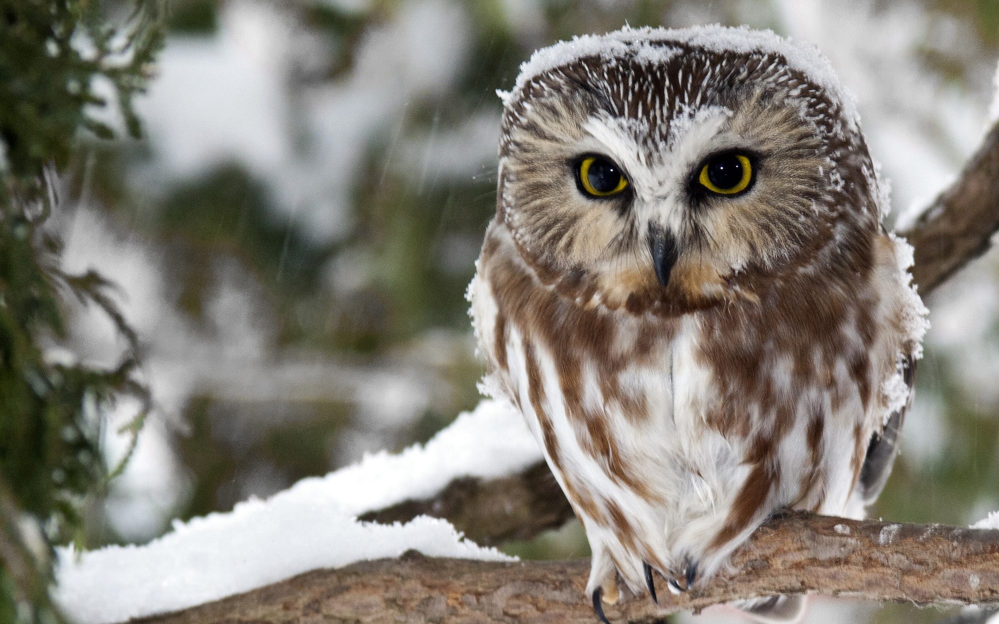 small owl with large round face in a snowy tree