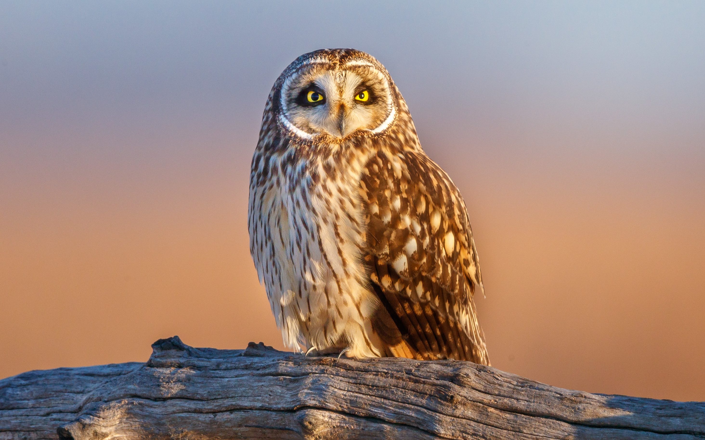 owl perched on a branch in sunlight