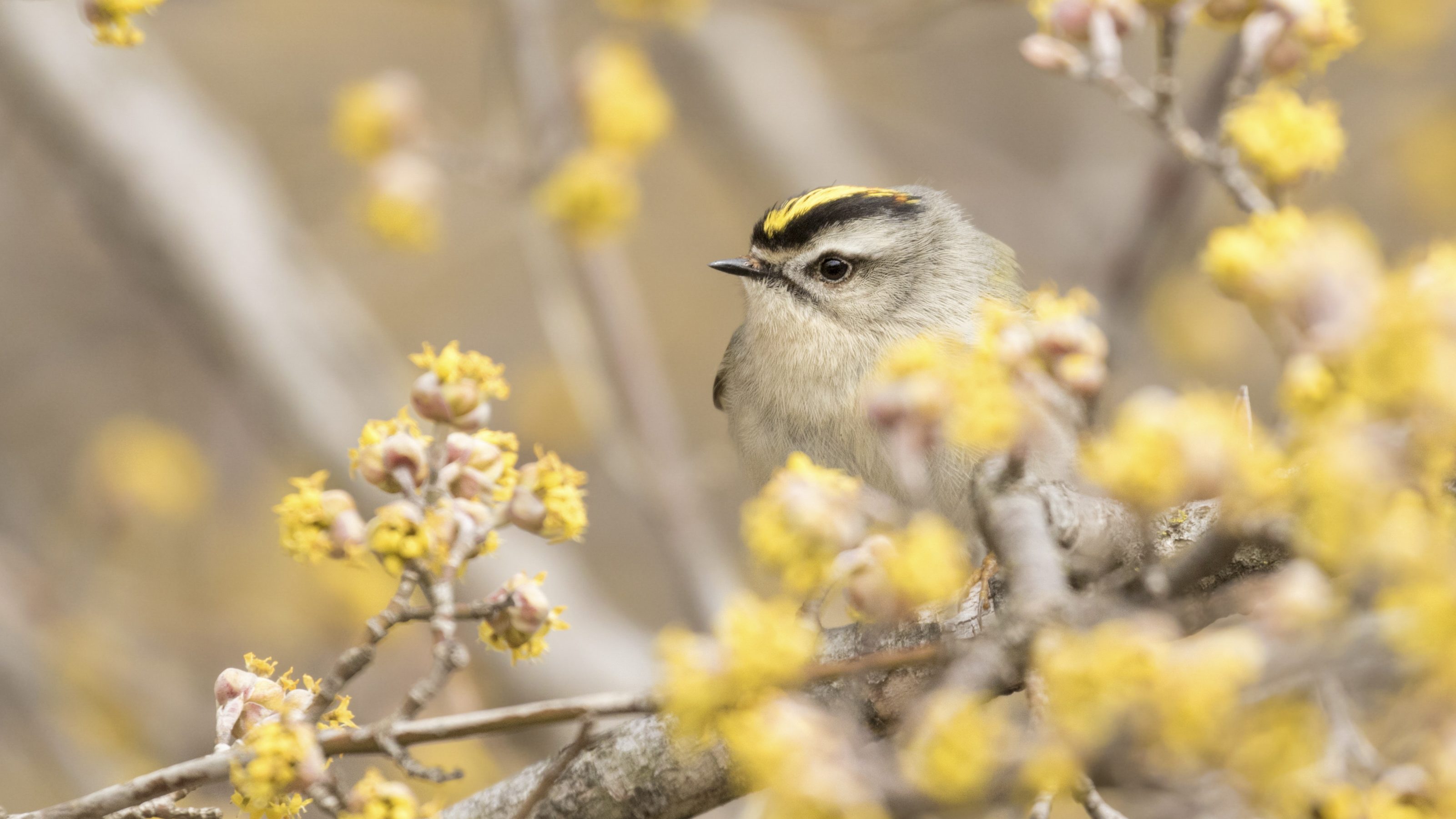 small bird with yellow feather crest perched among flowers
