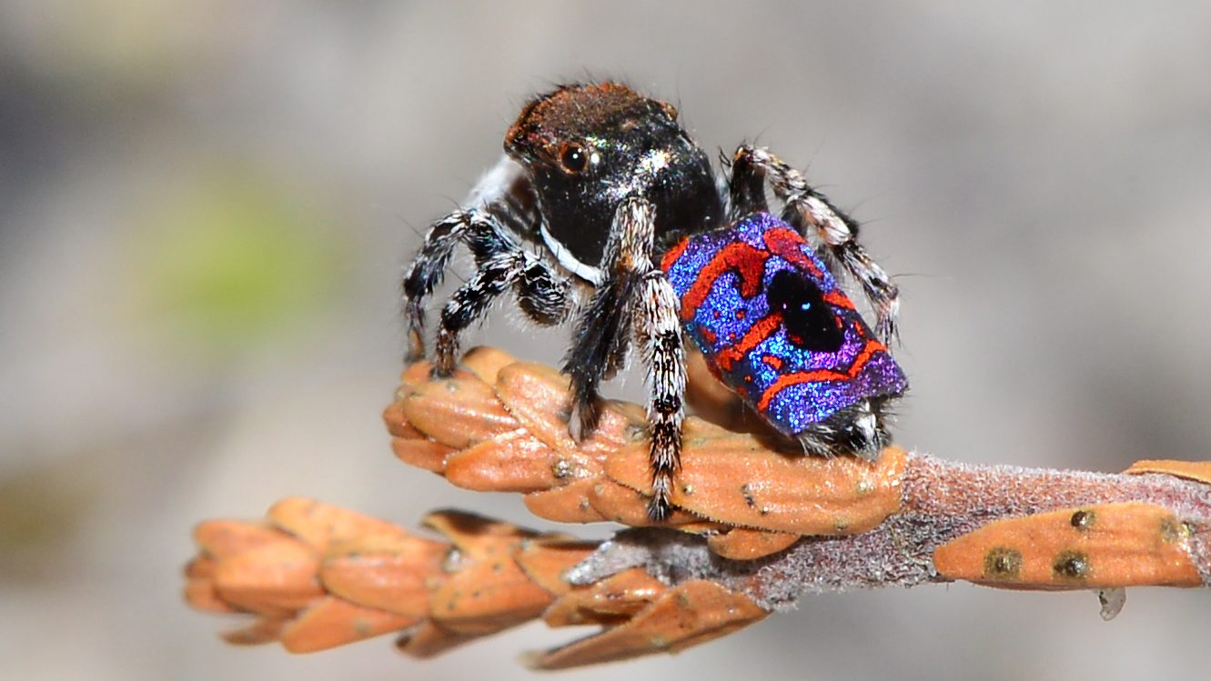 small spider with bright colors on its body
