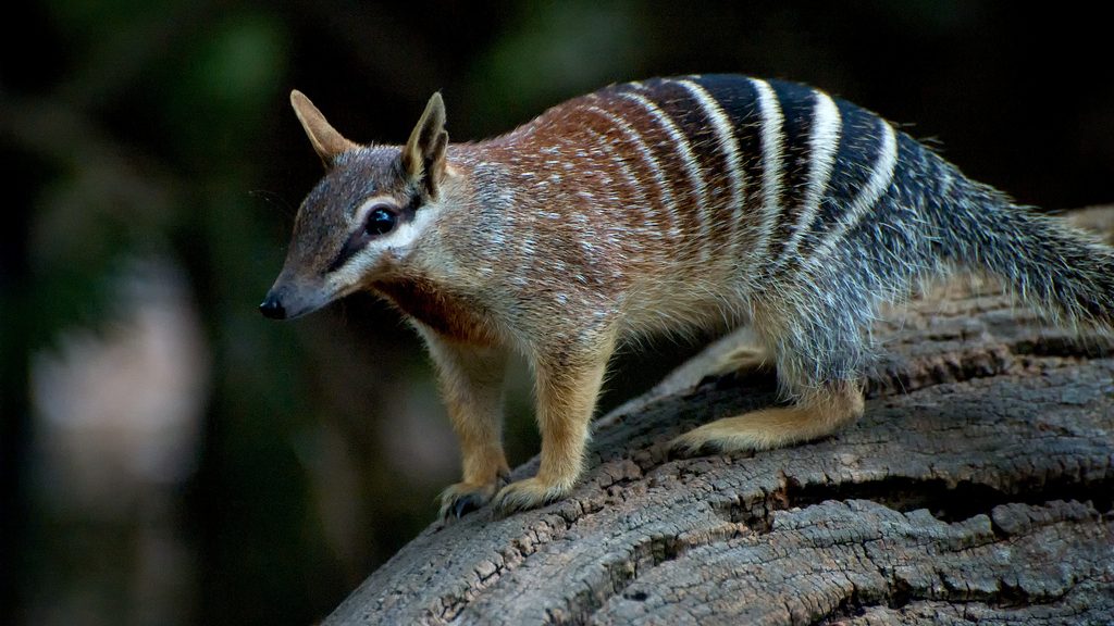 squirrel-like marsupial with stripes on its body sits on a log