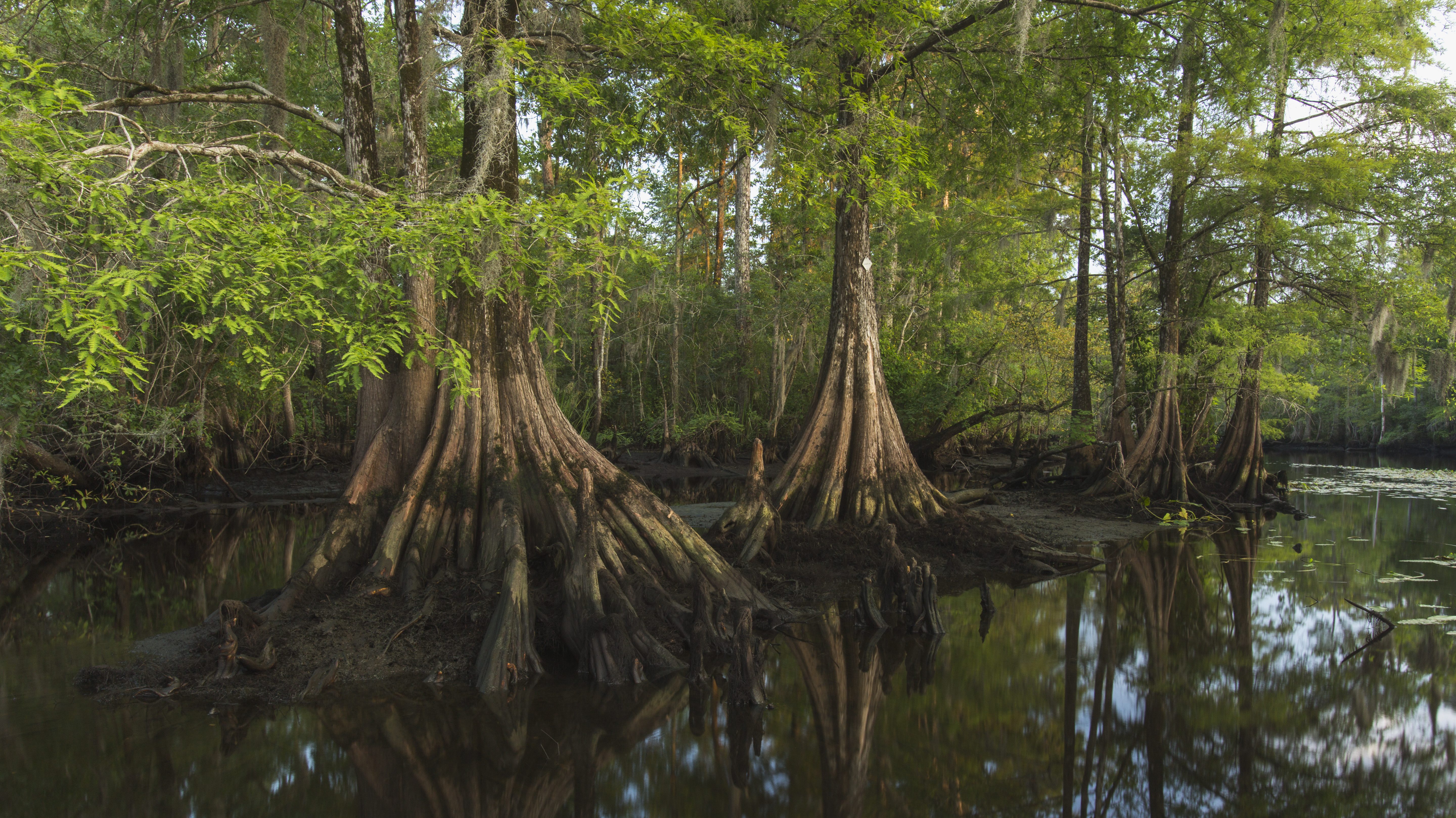 cypress trees