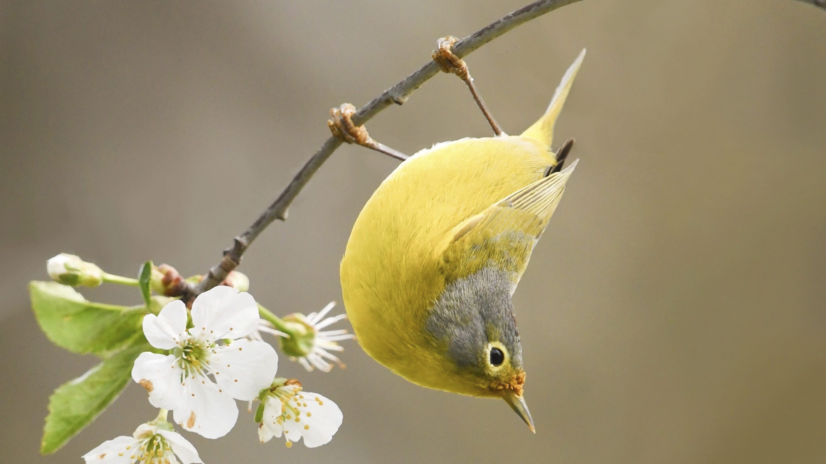 small yellow and grey bird hanging upside-down on.a branch with a flower