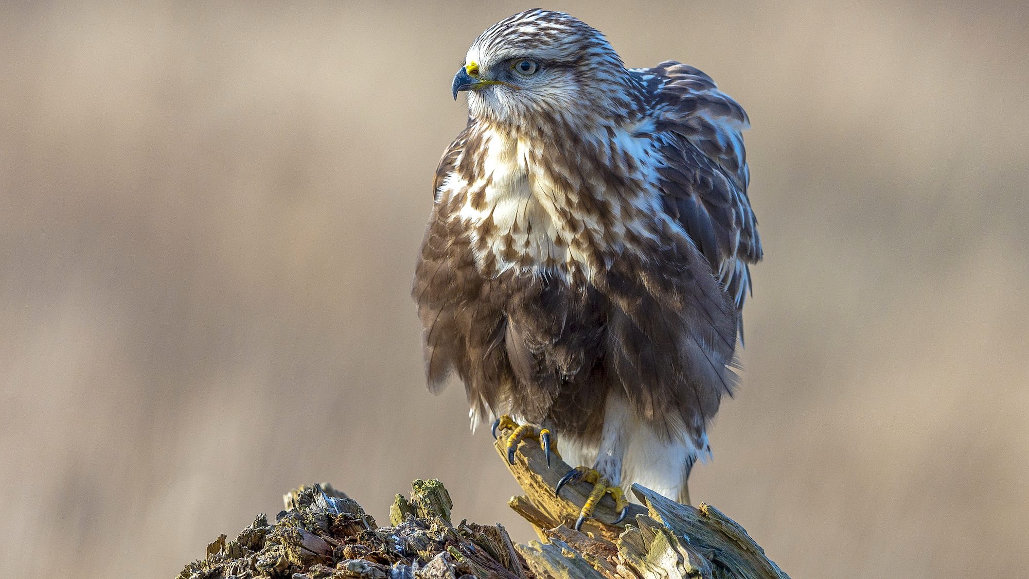 hawk perched on a log