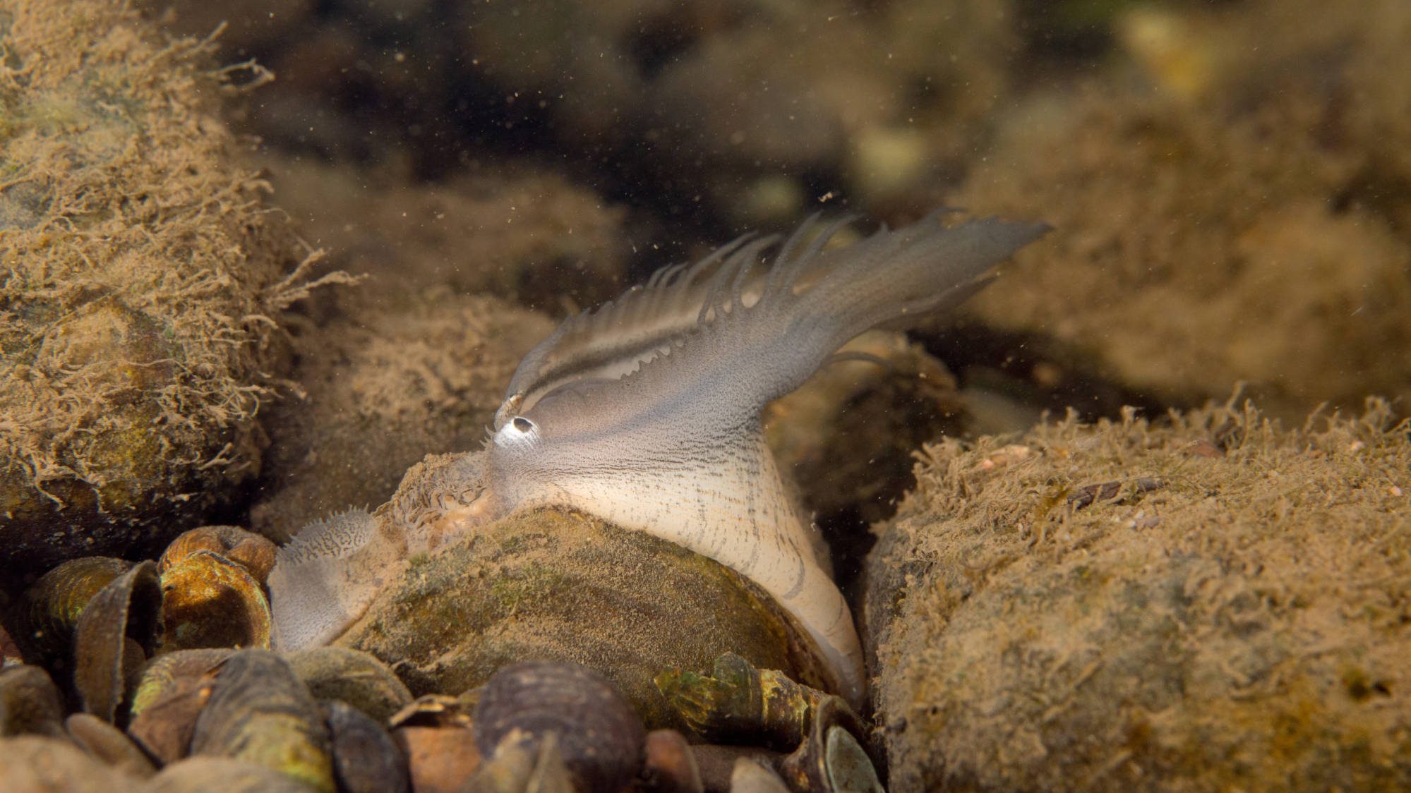 The Strange Sex Life of Freshwater Mussels - Cool Green Science