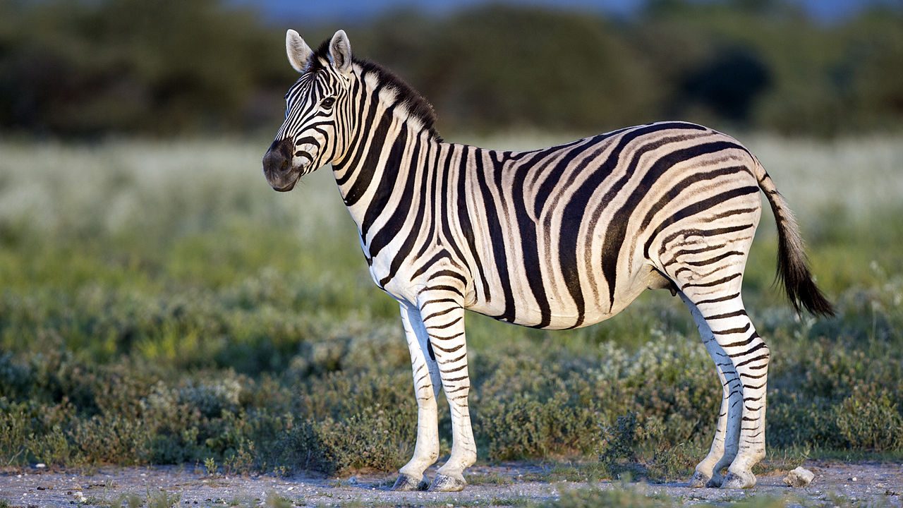 a standing zebra