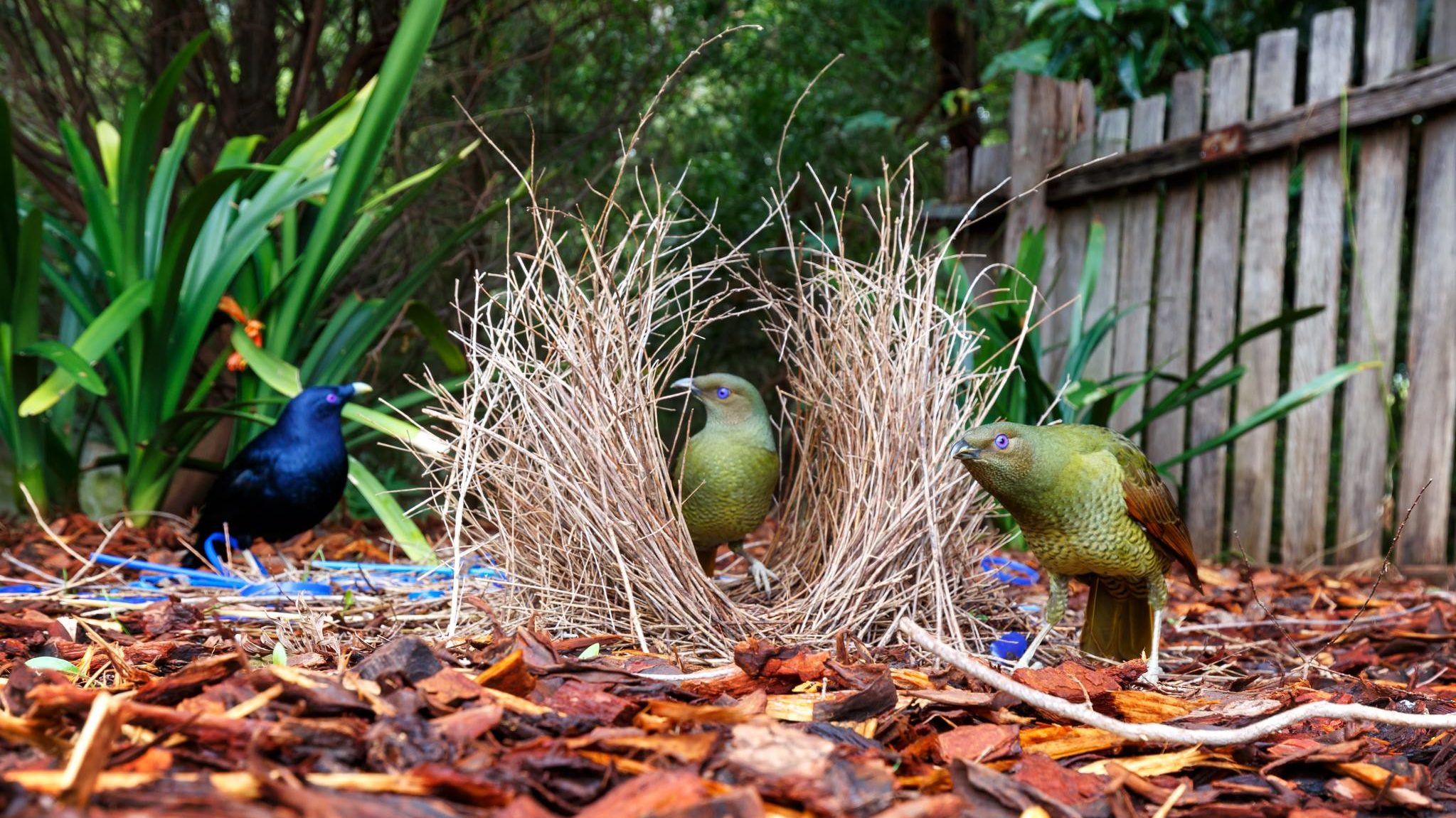 two green birds around a stick bower while a dark birds looks on