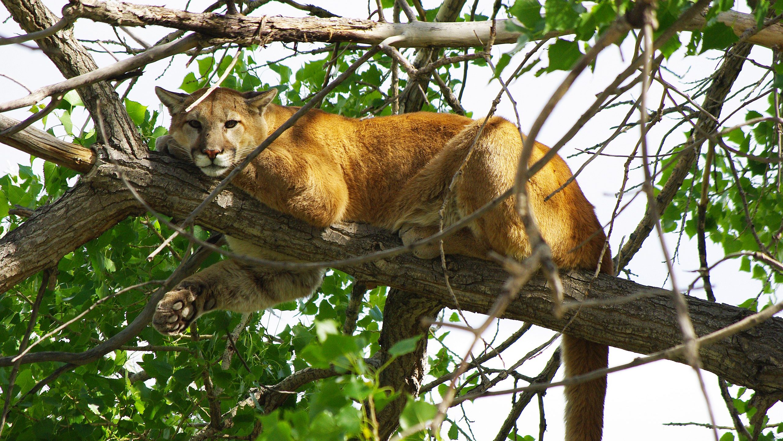 mountain lion on a tree branch