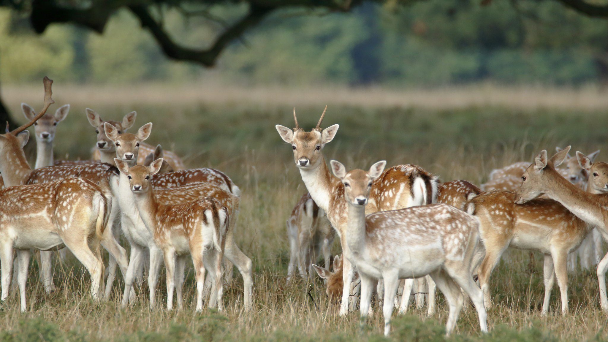 herd of spotted deer