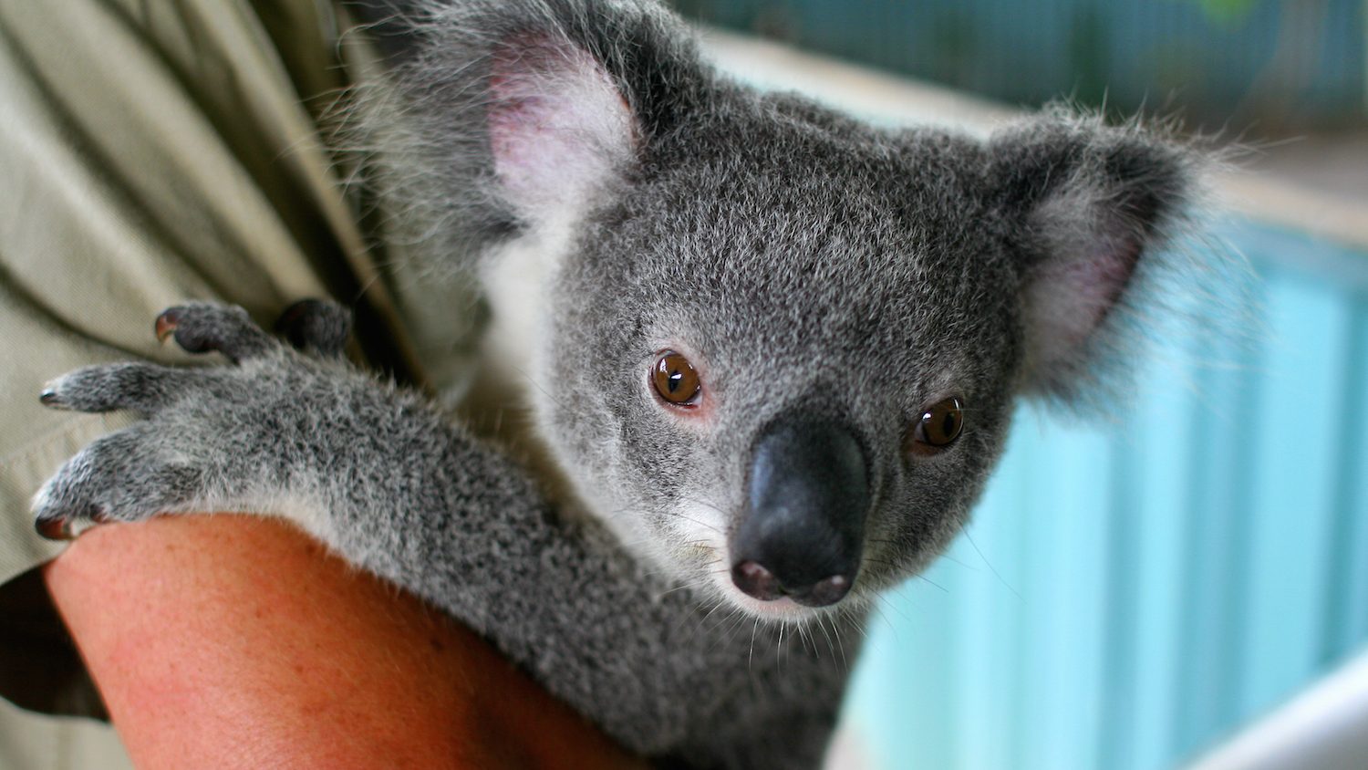 Koalas Have 2 Thumbs & Other Weird Australian Wildlife Facts