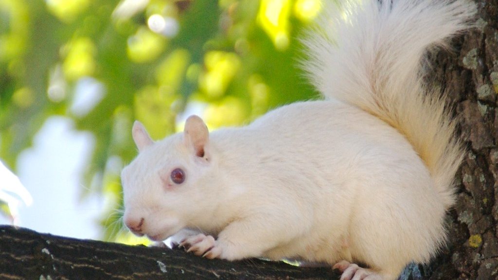 all white squirrel with red eyes on branch