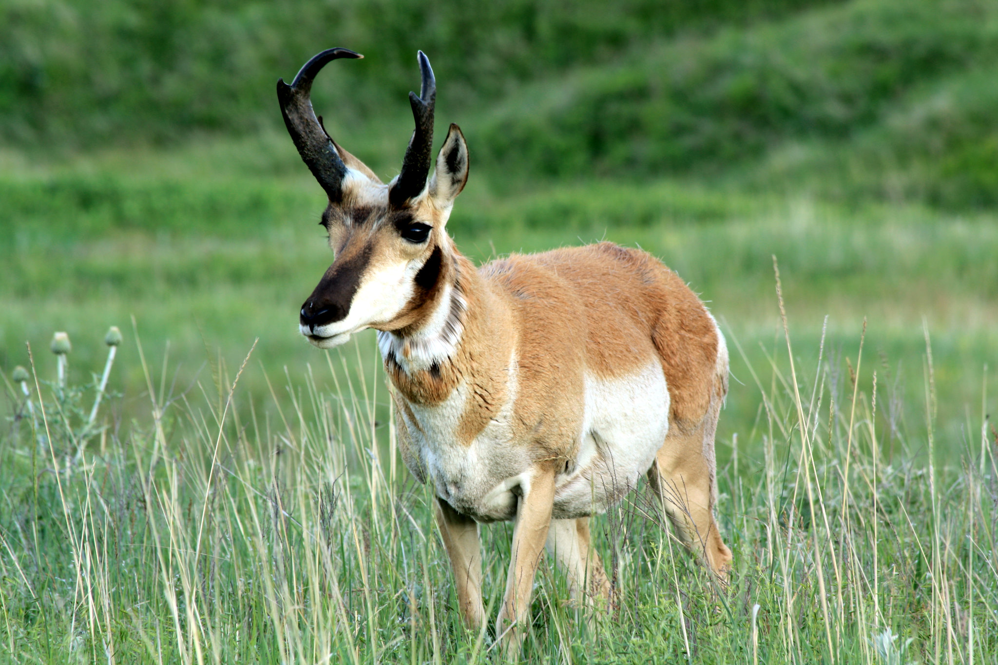 Did You Know Pronghorns Shed Their Horns?